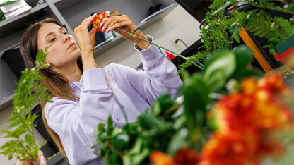 Sarah Thygesen spruces up a carnation