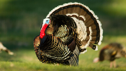 Nebraska Turkey