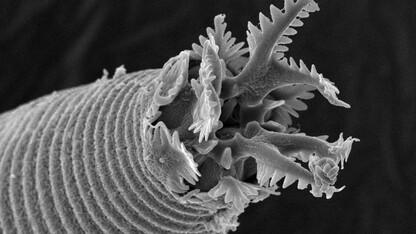 Pictured- the head of an Acrobeles nematode, as photographed using scanning electron microscopy at approximately 5,000x magnification. This nematode is found in soil from many Nebraskan prairie sites.