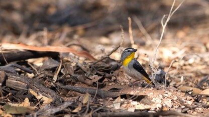 A male spotted pardalote (one of the study species) is shown outside a nest at the field site in Brookfield Conservation Park, Blanchetown, South Australia. | Photo courtesy Allison Johnson