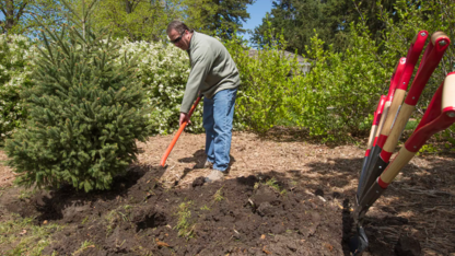 Jeff Culbertson, assistant director of landscape services, shovels dirt around the root ball of an Engelman spruce during an Arbor Day observance in 2017 on East Campus.