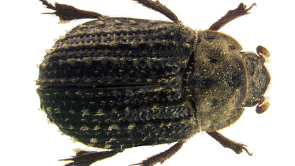 The new beetle species Trox paulseni was named in recognition of M.J. Paulsen, a collection manager at the University of Nebraska State Museum who discovered it.