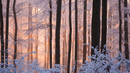 Nebraska Statewide Arboretum to host Winter Solstice Hikes on December 20. 