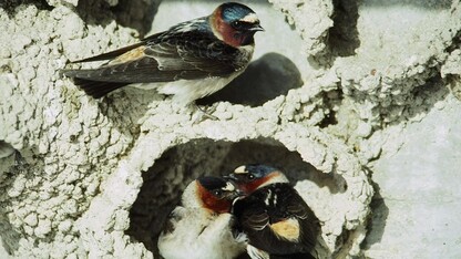 A 30-year study of cliff swallows, a long-distance migrant bird species, has revealed that global climate change is altering their breeding habits. (Photo courtesy Mary Bomberger Brown)
