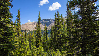 An international research team that includes Nebraska's John Gamon has combined satellite data to detect seasonal change in evergreen trees across northern North America.