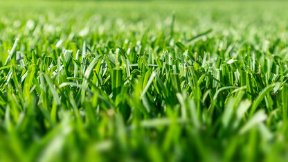 A close up on growing green grass