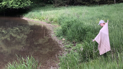 Nebraska student using cloth drags to gather ticks in a field.