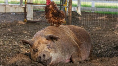 "The Biggest Little Farm" starring Greasy the Rooster and Emma the Pig