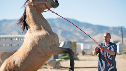Matthias Schoenaerts stars in "The Mustang"