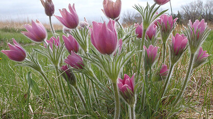 Pasqueflower is a sure sign of spring.