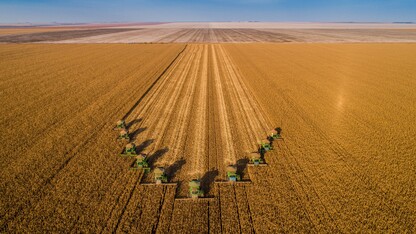 High productivity of a corn crop field in Mato Grosso, Brazile