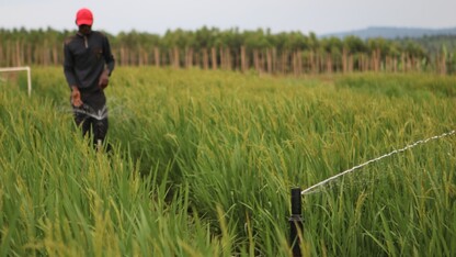 A farmer in Rwanda works with a sprinkler in his field.