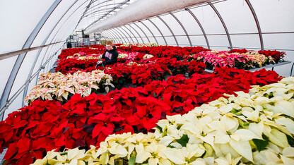Orders open for annual poinsettia sale