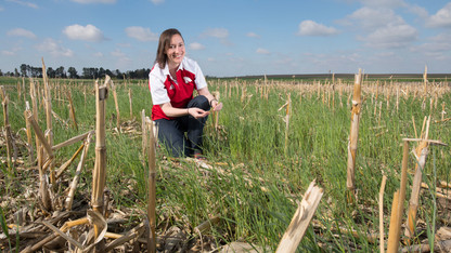 Cover crop research team receives Nebraska Environmental Trust grant