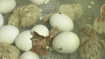 Chicks will hatch live on 4-H EGG Cam