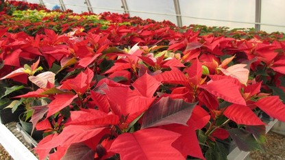 Annual poinsettia sales are Dec. 8-9