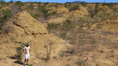 Hanson helps age Brazilian termite mounds