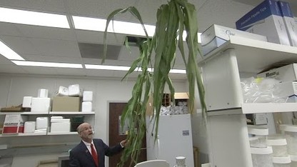 UNL Leads $13.5 Million Research on Sorghum for Biofuel