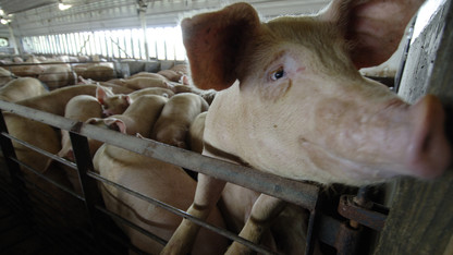 Study shows environmental regulation may have helped small hog farms endure