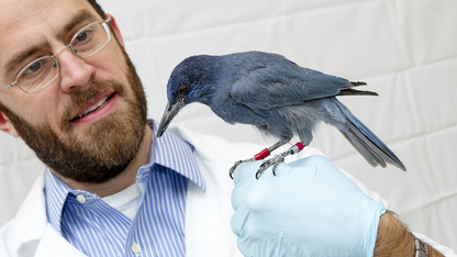 Researchers establish link between hormone, generosity in birds