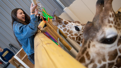 Giraffes lick up Husker ingenuity