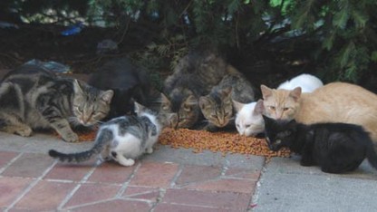 Husker Cats assist feral felines through heat