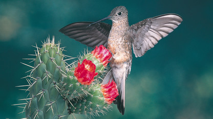 New study reveals how hummingbirds evolved to fly at high altitude