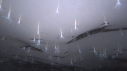 ANDRILL team discovers ice-loving anemones in Antarctica