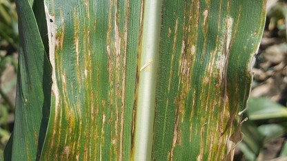 Bacterial leaf streak disease confirmed in corn in Nebraska