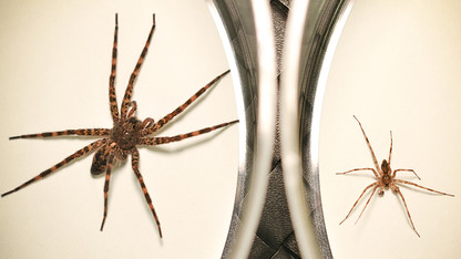 Ultimate sacrifice: Spider's post-sex cannibalism aids offspring