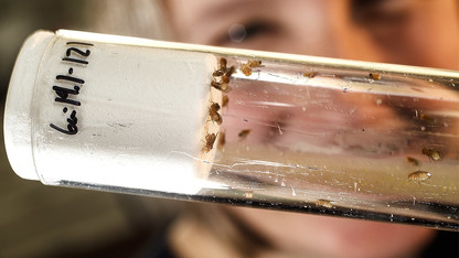Study refutes how fruit flies developed alcohol tolerance