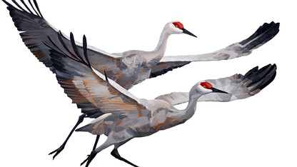 Museum’s new exhibitions highlight Sandhill cranes, regional birds