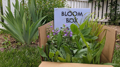 Arboretum’s Bloom Box program receives national award