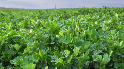 Project will refine flaming technology for alfalfa