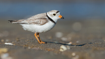 Partnership helps manage piping plovers, terns