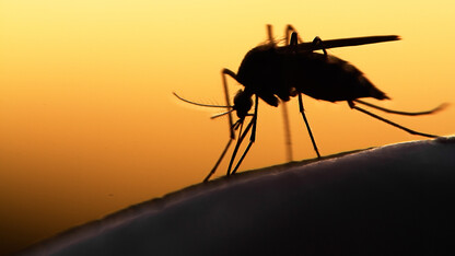 Husker entomologist developing next-generation mosquito bait station