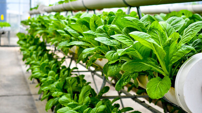 Omaha Tribe receives $671K grant for hydroponic farming
