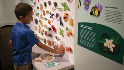 NU State Museum opens new exhibition on plants, pollinators