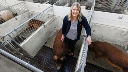 Research aims to develop boars more tolerant of gestational heat stress