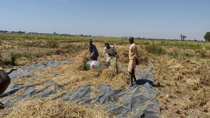 Study points to Africa’s opportunities to boost rice production