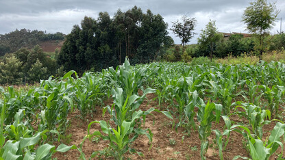 Husker researchers help show how to double Africa’s corn yield