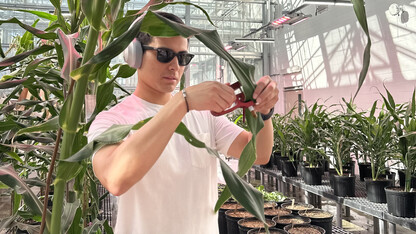 Nebraska team develops technique to speed up corn gene identification