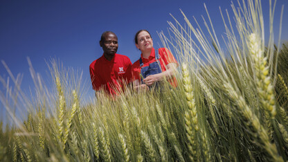 Nebraska-developed wheat variety to address new fungal threat