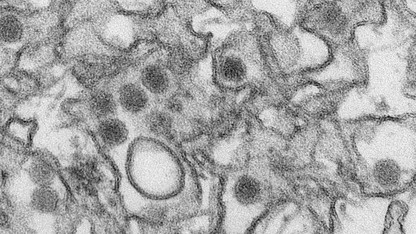 Virologists consider response to Zika