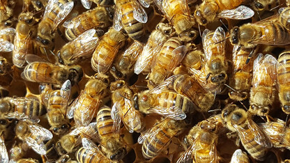 Bee lab to host virtual tour June 26
