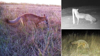 Canid camera: Students help map elusive species