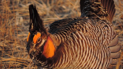 One tough bird: Greater prairie-chickens pay turbine fields no mind
