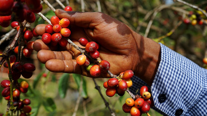 Researchers from Nebraska, Ethiopia rethinking the coffee 'cherry'
