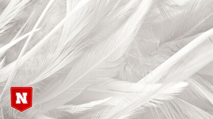 Process improves strength, color of feather-based fibers