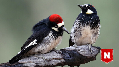 Wildlfire smoke may curb movement, sociability of woodpeckers